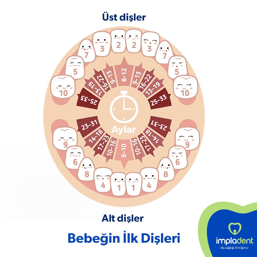 Süt Dişleri Ne Zaman Çıkar?